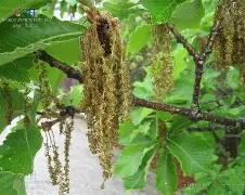 开云体育-??馛1??鱛|i凹?G7鄟?226竎'詝e?栎?蚩6犲|睻巅的简单介绍